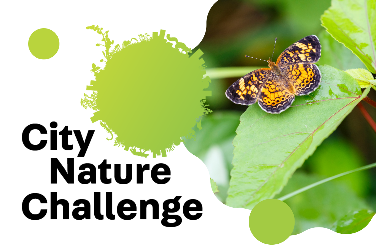 City Nature Challenge 2023 - City of Greater Dandenong — The Entomological  Society of Victoria