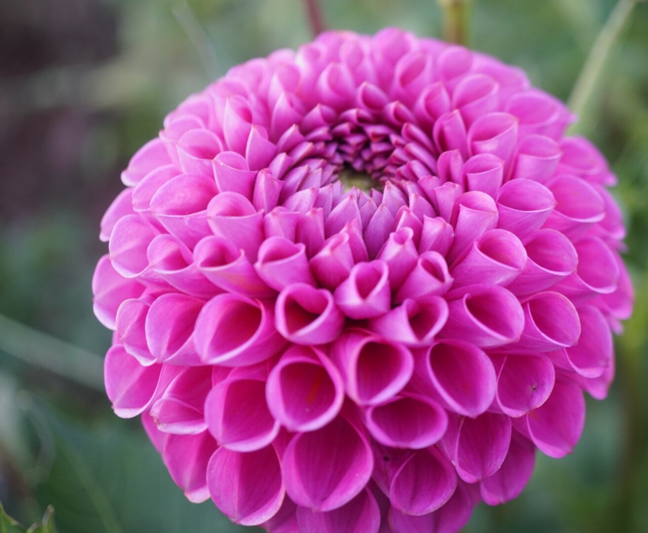 isabel dahlia — Wild Violet Flower Farm