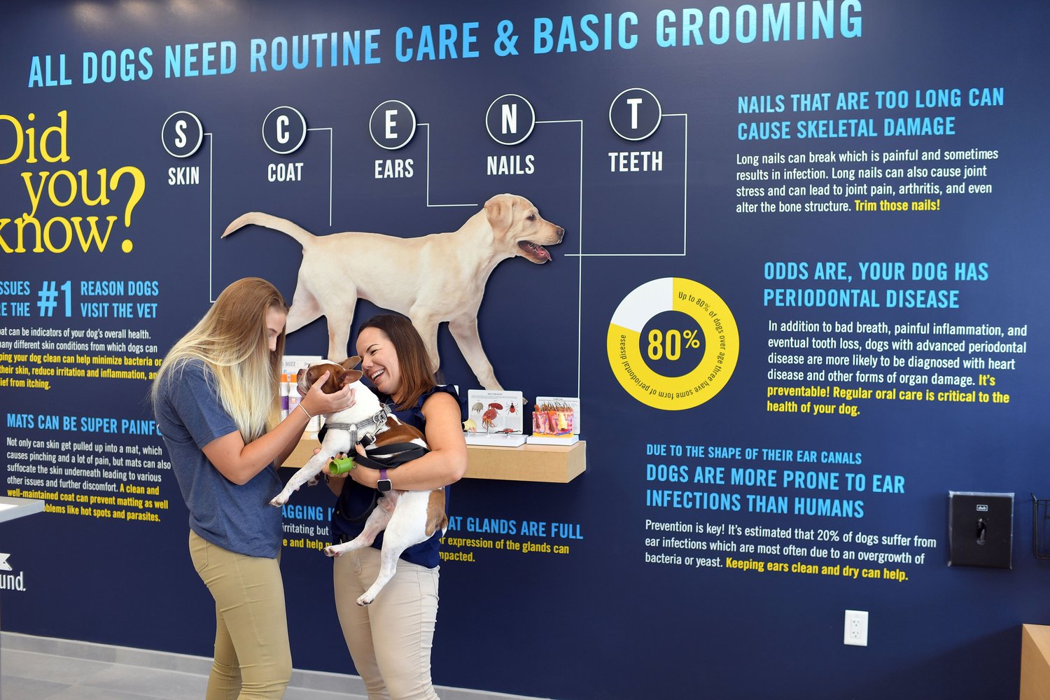 How Much Do You Tip a Dog Groomer? - Scenthound