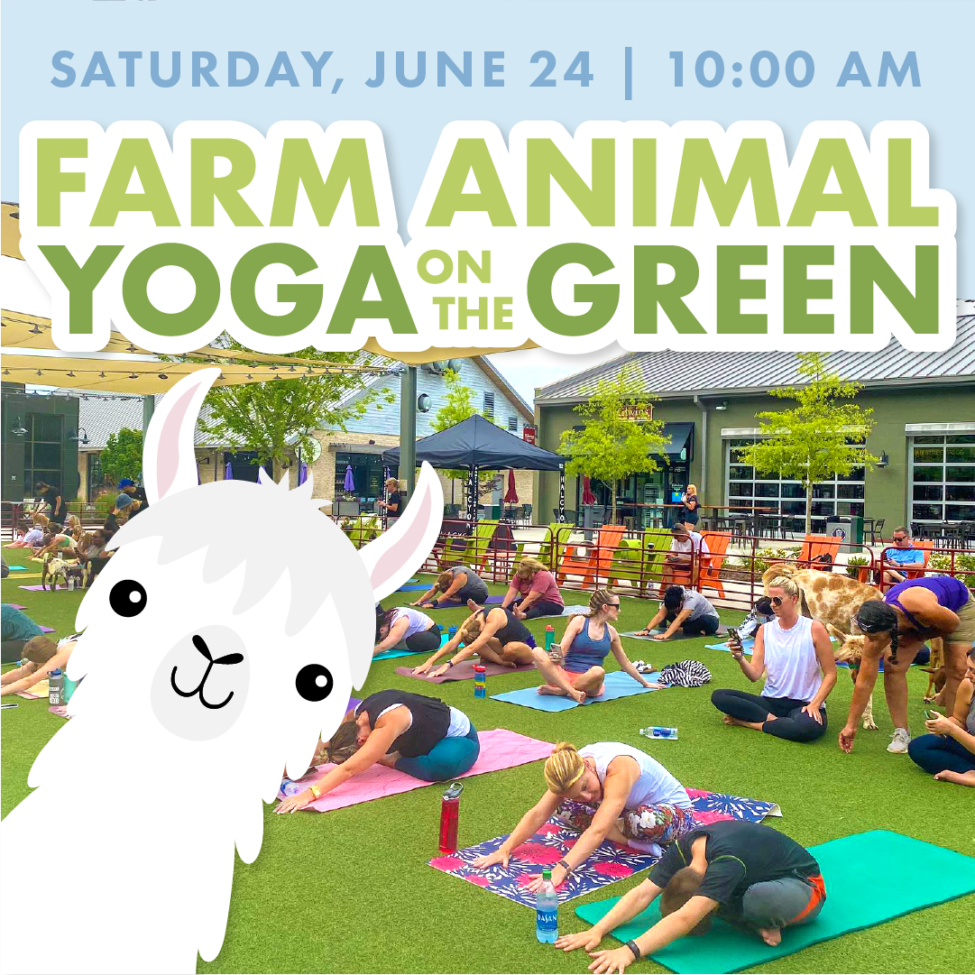 Farm Animal Yoga on the Green at Halcyon | June 24th | 10:00 am — Love ...