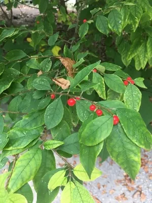 Winterberry