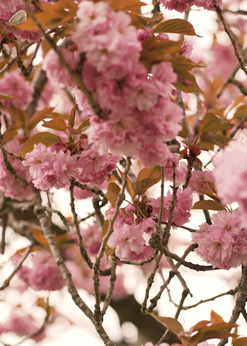 services gif - blossoms, child, baby scans