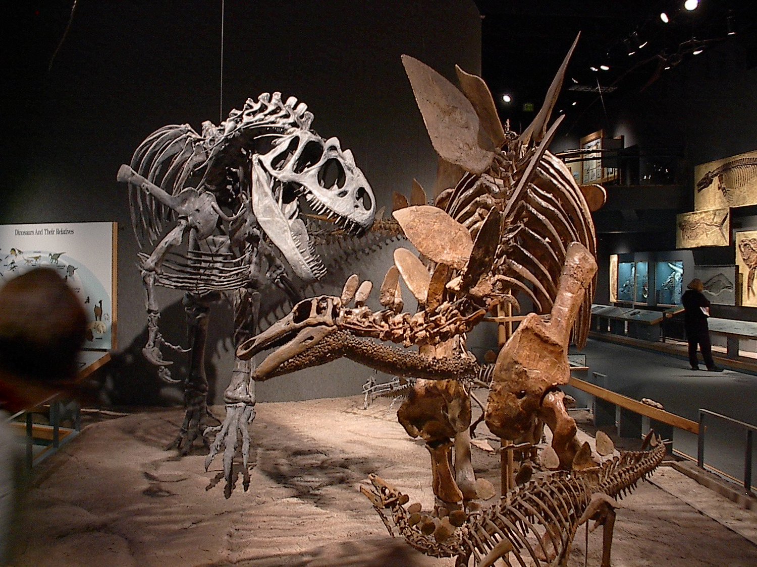 10 Places to Find Fossils in Colorado for Dino-mite Fun!