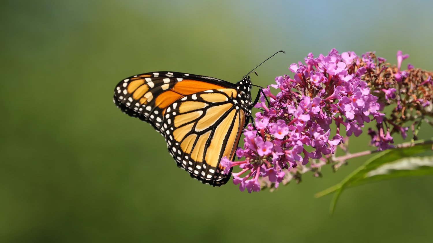 Create a Pollinator Friendly Landscape — Viroqua Food Co+op