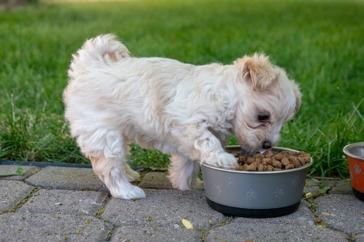 How to Properly Feed Your Maltipoo — My Doodle Puppy