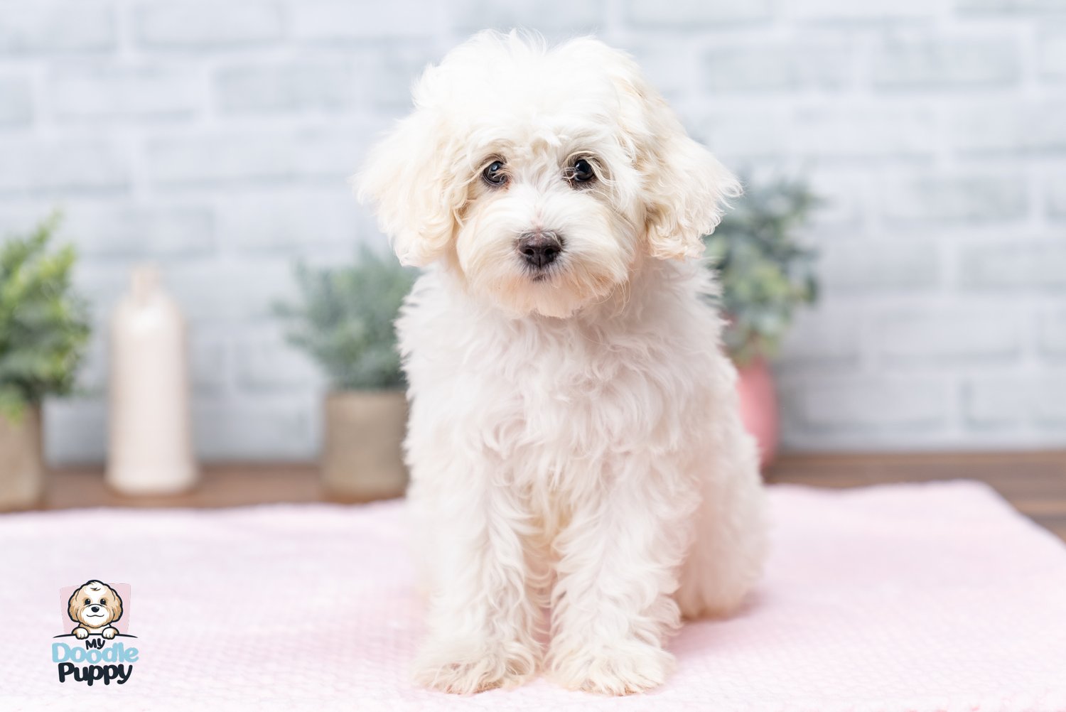 5 Effective Maltipoo Care Tips That Every Owner Must Know