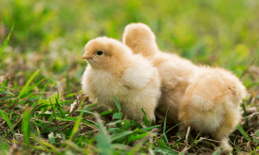 Chicks and Eggs