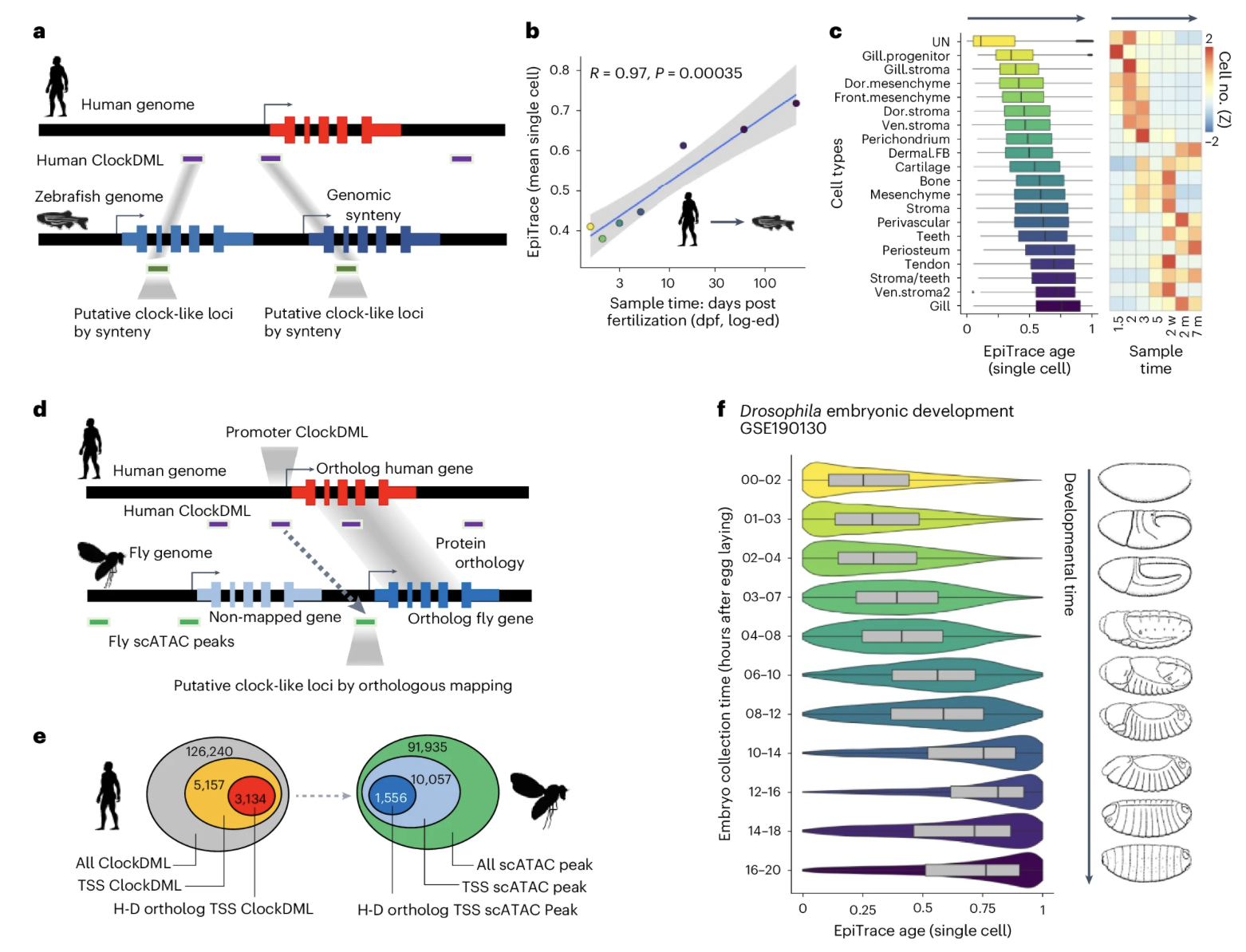 UMAP overlays showing EpiTrace mitotic-age gradients in human embryo