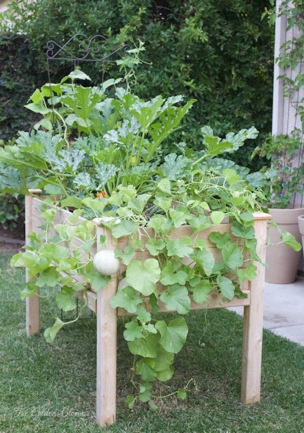 Summer Vegetable Garden- www.gildedbloom.com
