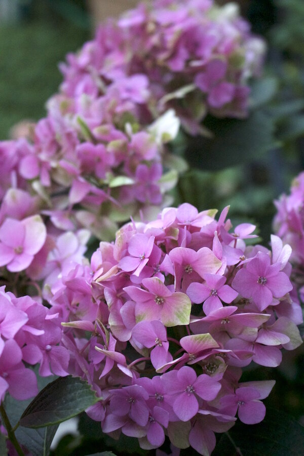 Hydrangeas- Hot Summer Flowers- www.gildedbloom.com