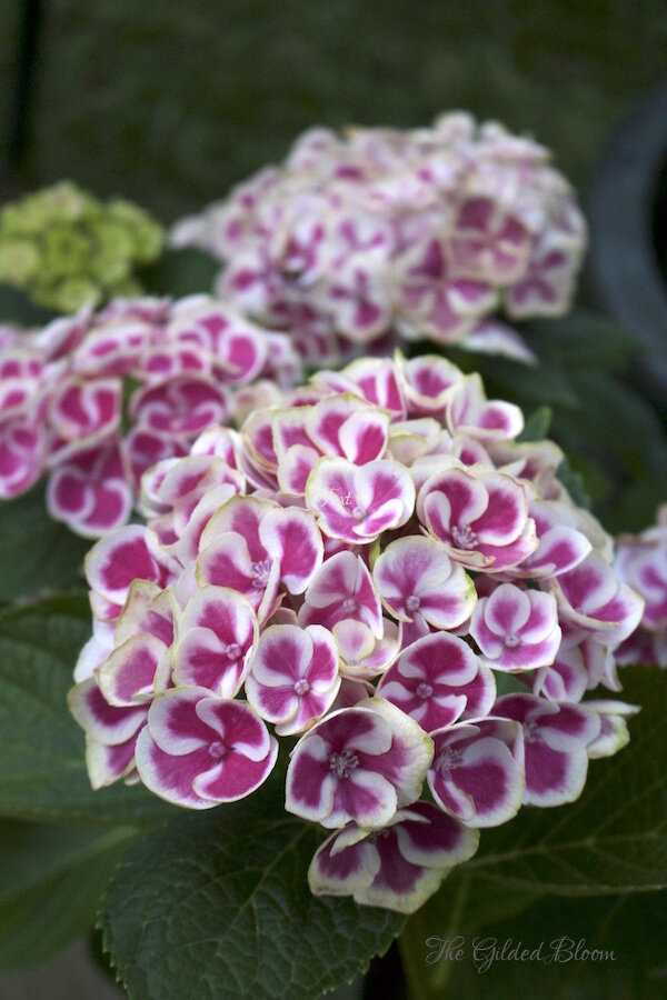 Hydrangeas- Hot Summer Flowers- www.gildedbloom.com