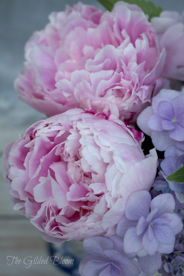 Pink Peonies and Periwinkle Hydrangea Blossoms- www.gildedbloom.com