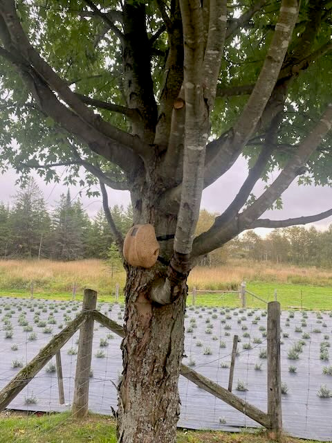 Pods on a tree