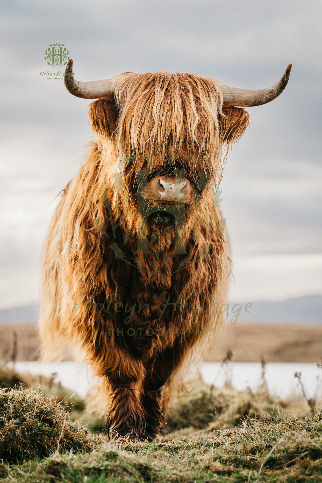 Highland-Cow-Digital-Print