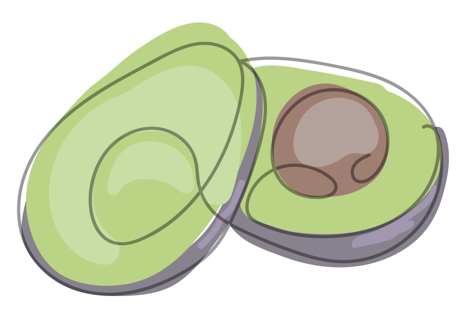 illustration of avocado