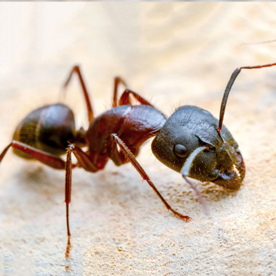 ant