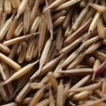 grass seed