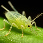 aphid