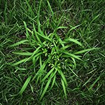 crabgrass