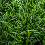 grass