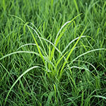 nutsedge