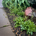 weeds in flower bed