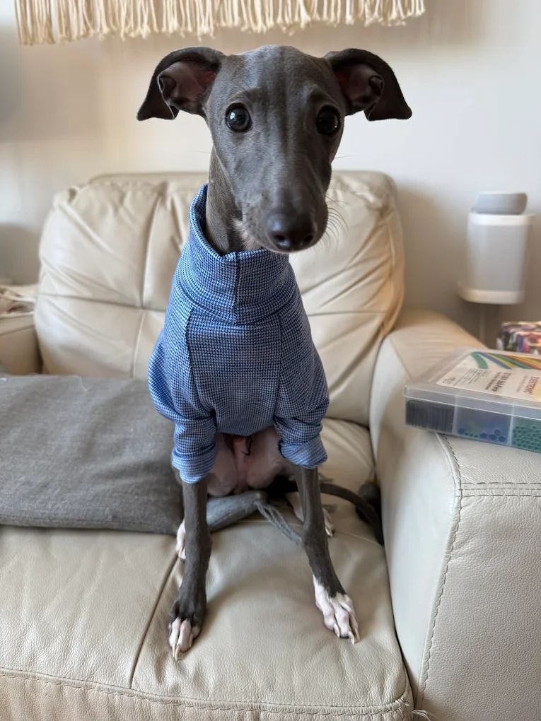 Italian Greyhound Bruno – testimonial avatar