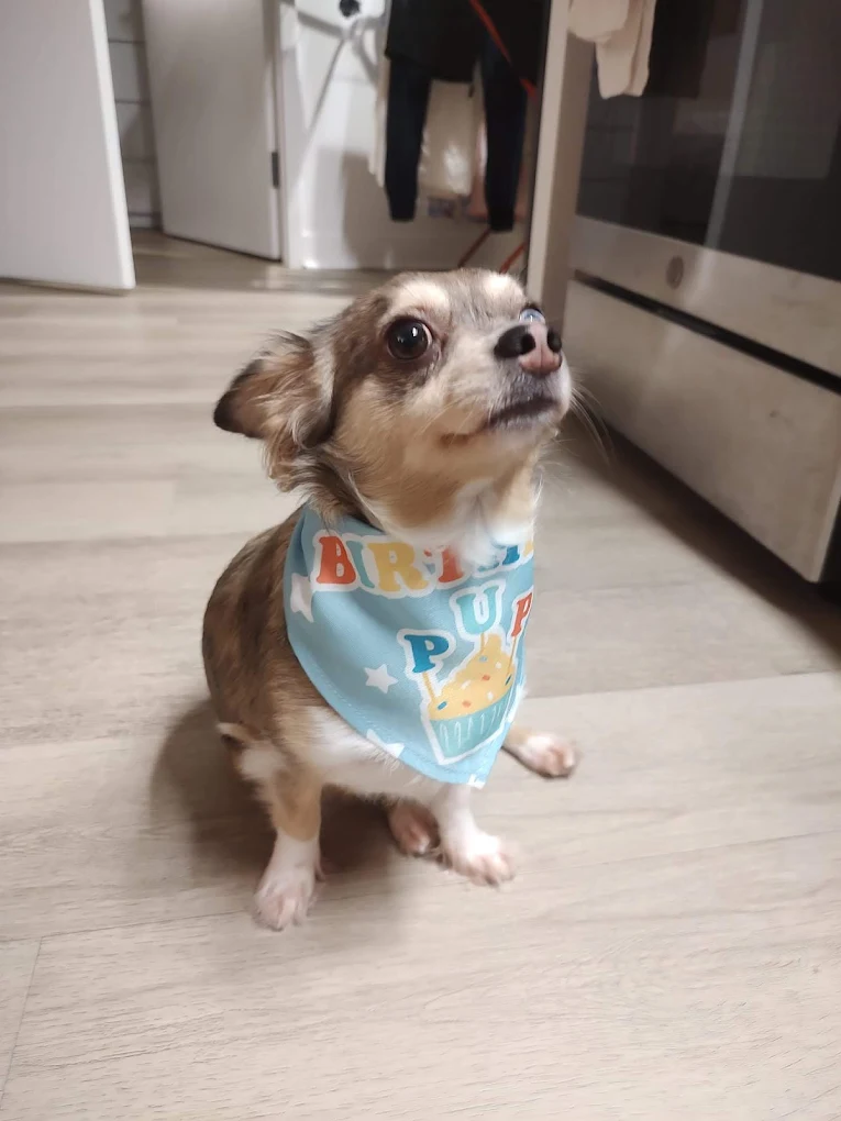 Dog Cream – testimonial avatar