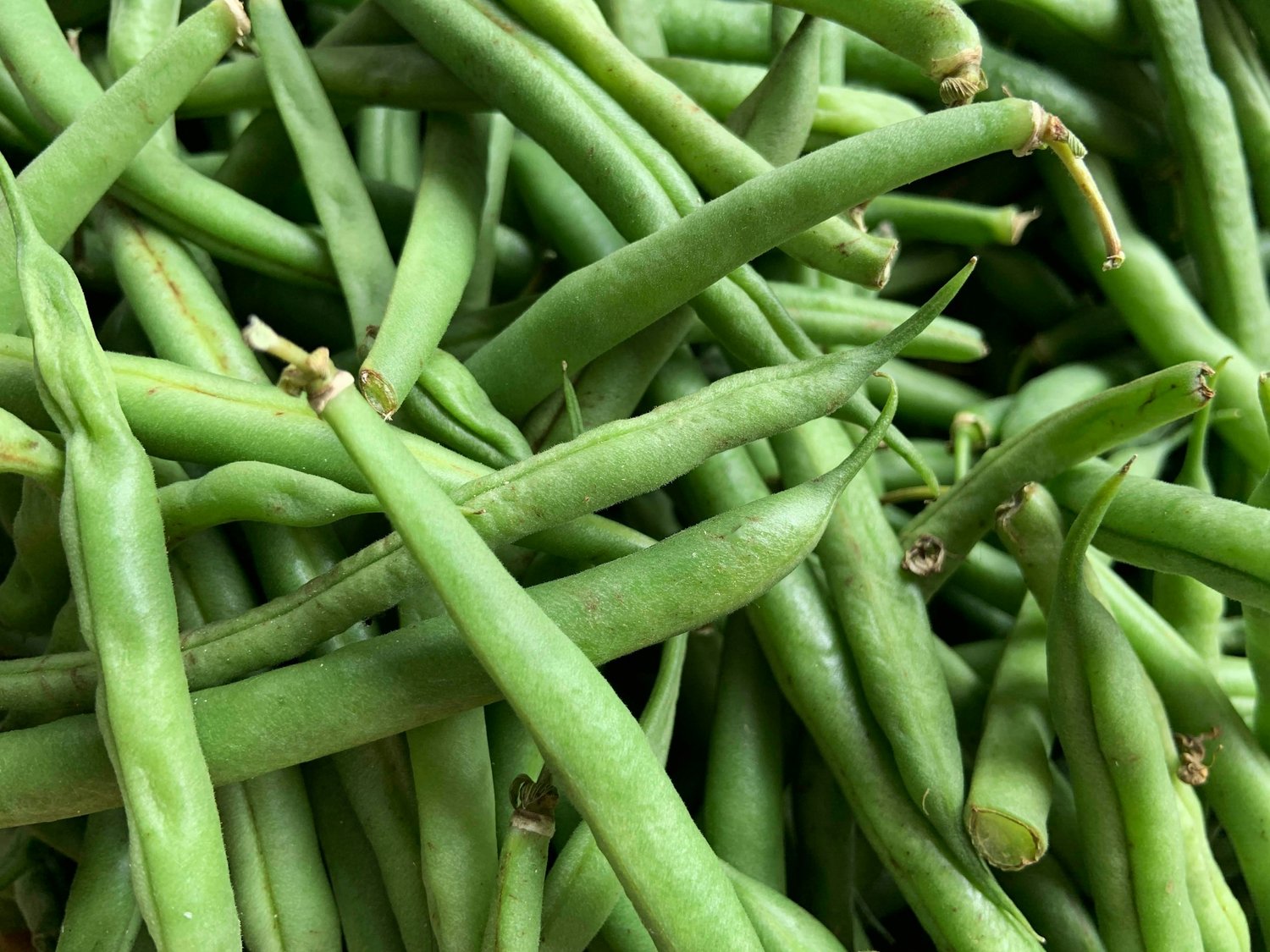 Green Bean Casserole — Nonna Materna Recipes