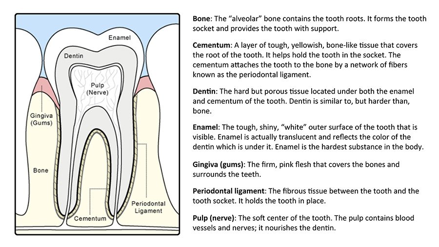 Tooth Anatomy