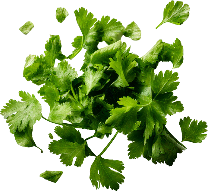 Cilantro