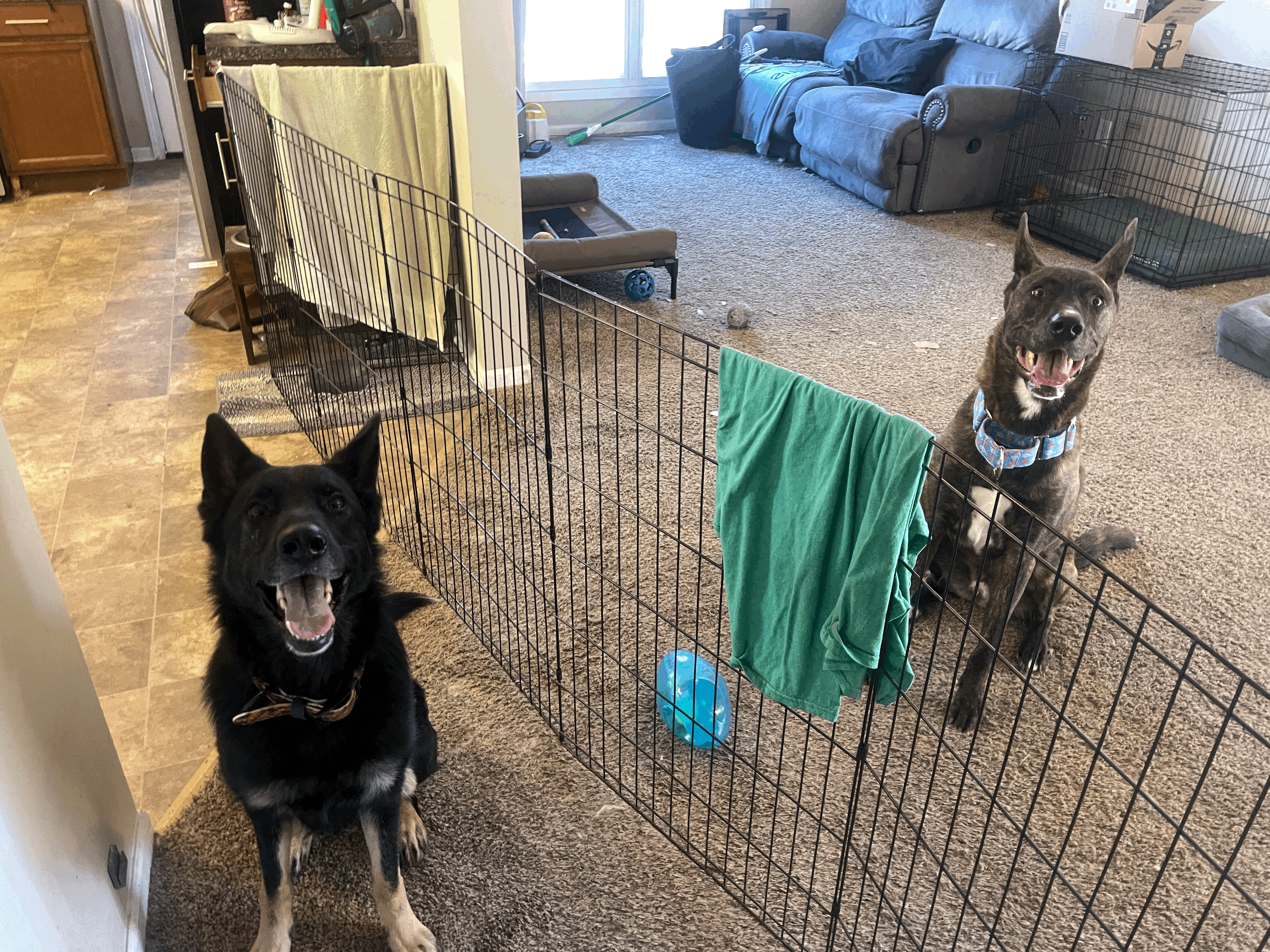 Dog Boarding at Freedom Found K9