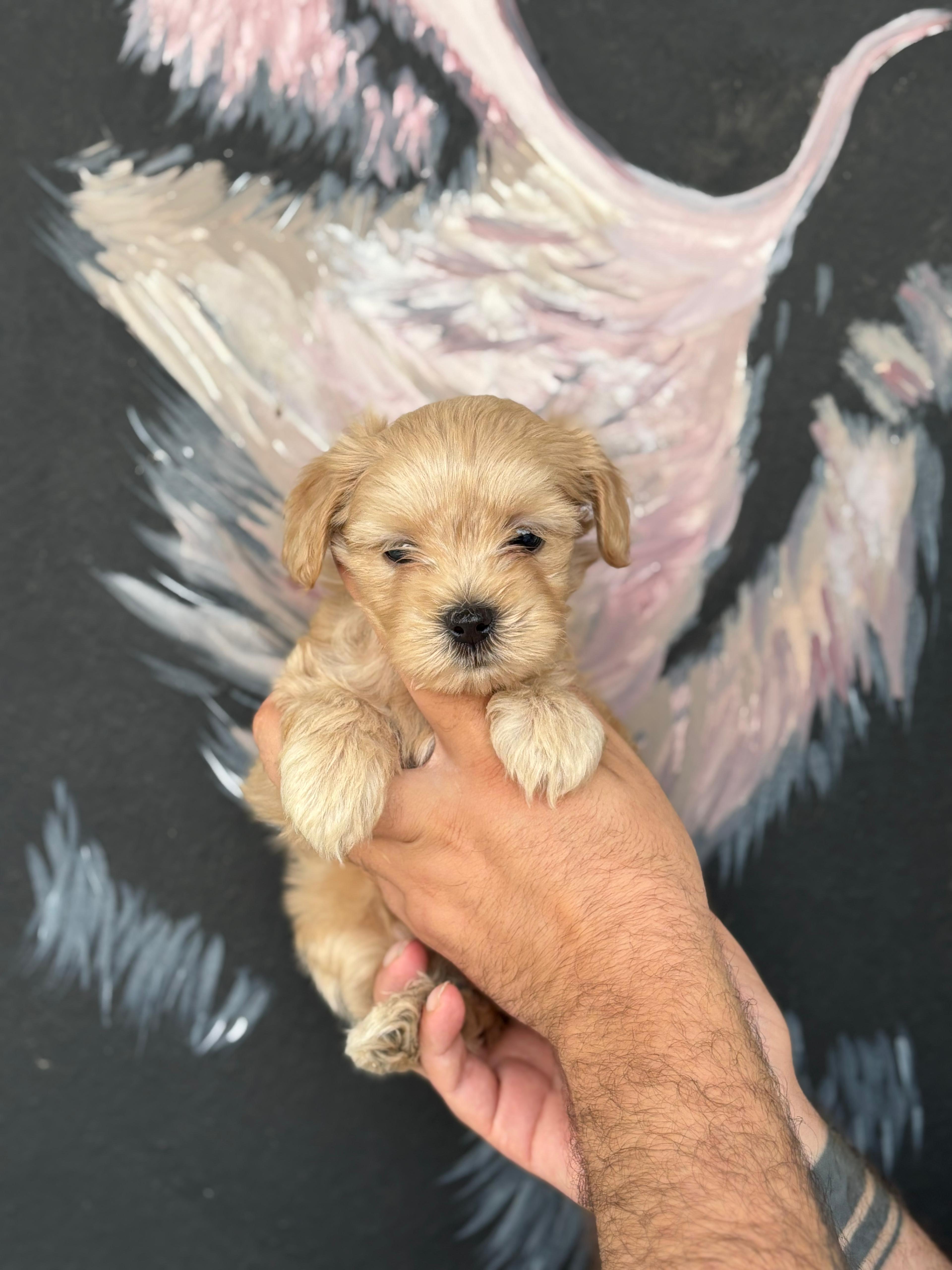 Poodle 6