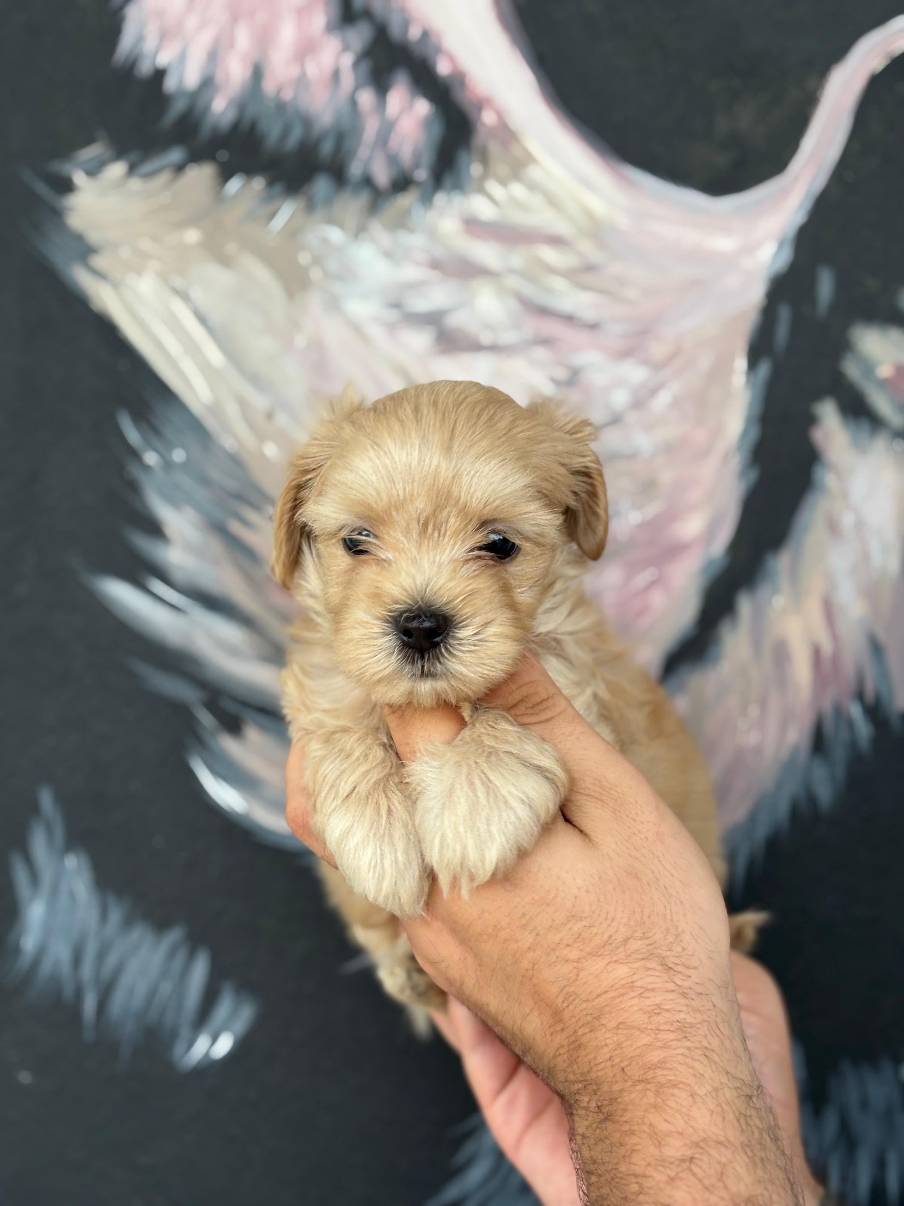 Poodle 5