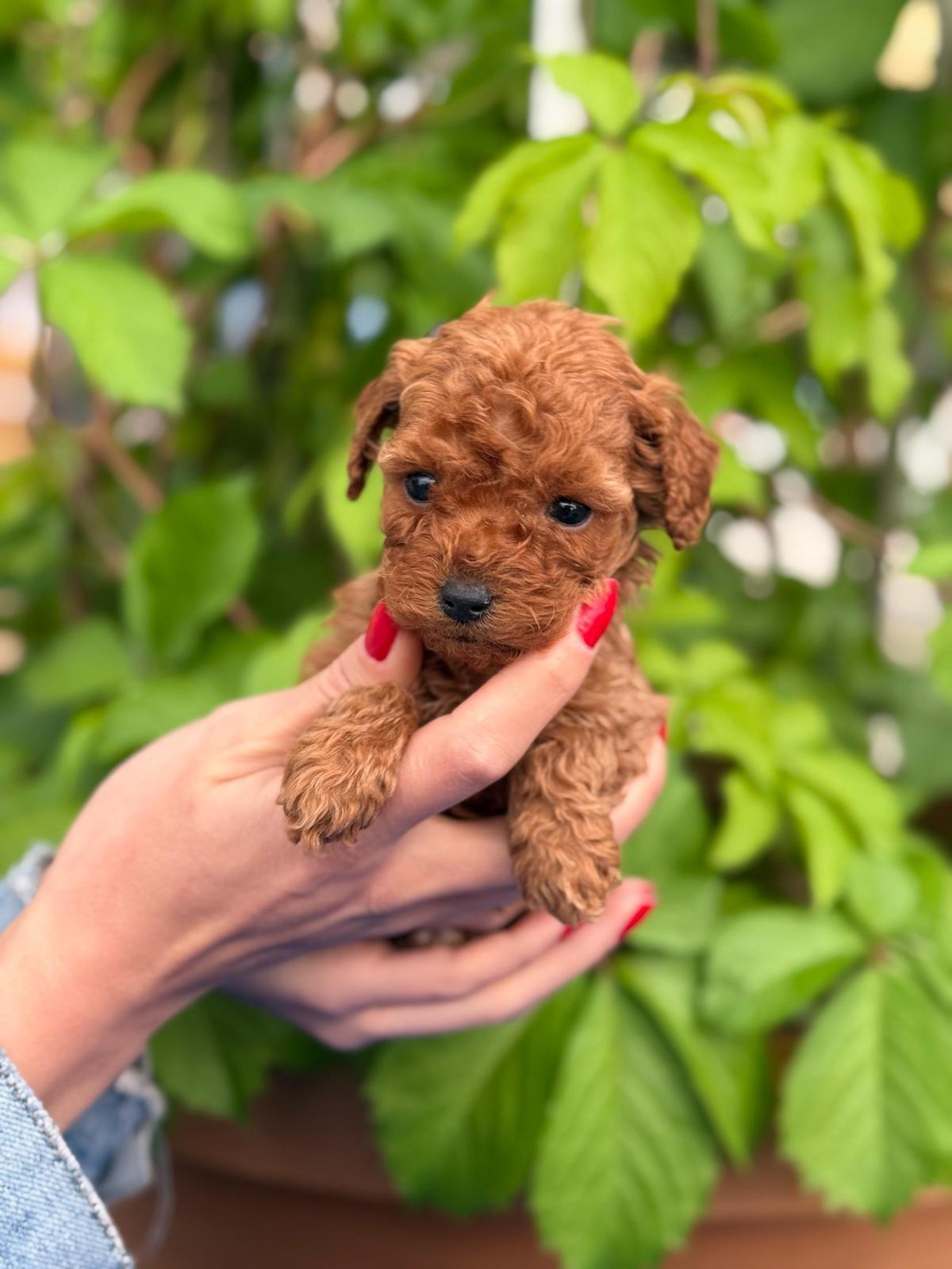 Poodle 2